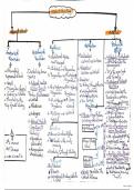 The Cortisol Hormone Physiology Summary