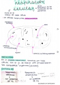 Respiración celular y su clasificación