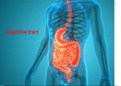 digestive tract histology photos 