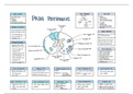 Pain pathways summary