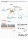 CIE A-level Biology: The nervous system (A* achieved)