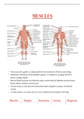 Insertion & Origin of Human Muscles