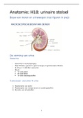 Anatomie Keypoints (Hoofdstuk 18: Het urinair stelsel)