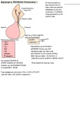 Pituitary Gland Summary 
