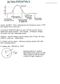 Action Potentials Summary 