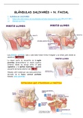 Par craneal VII + Glándulas salivares