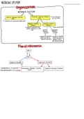 Nervous System Overview Summary