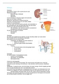 Samenvatting nefrologie