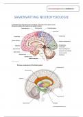 Samenvatting Neurofysiologie (B-KUL-E08C0A) - (17/20) + Examenvragen!