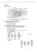 Celbiologie leerjaar 2 