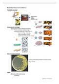 Theorie voor de praktijk Microbiologie leerjaar 2