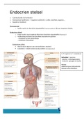 samenvatting endocrien stelsel biomedische wetenschappen