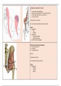 anatomie spieren flashcards (orthopedie) 