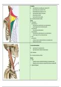 anatomie orthopedie fase 2 flashcards spieren bovenste lidmaat