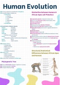 Human Evolution [Grade 12 Life Science/Biology]