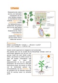 hoofdstuk Planten - Biologie voor jou