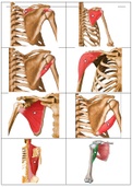 Anatomie Spierkaarten Bovenste Lidmaat