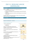 ZSO 11_Regeling van de ademhaling