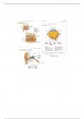 Bio 209 Diagram of the Ear Notes 