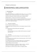 Drosophila melanogaster/ fruitvlieg