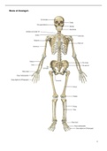 Bouw en bewegen Tentamenstof – anatomie itemlijst uitgewerkt (incl. veel plaatjes)