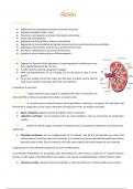 Fisiología renal