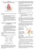 Guyton and Hall Chapter 10 Notes Cardiac Muscle - The Heart as a Pump and Function of the Heart Valves