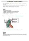  - Subdivisions- Border-vasculature-clinical relevance-nerves