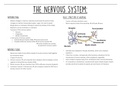 The nervous system summary