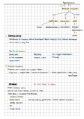 IEB life science: Summary paper 1- Plant reproduction and Animal reproductive stratergies