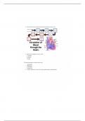 NUR 235 Cardiac Physical Assessment Notes 