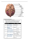 College aantekeningen Anatomie Blok A Thema 1.2 