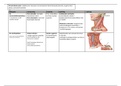 Spieren van de hals, diepe nekspieren, rug, thoraxwand, buik en diafragma FUNCTIONELE ANATOMIE 