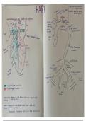 Tekeningen Anatomie I