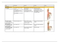 Samenvatting Anatomie: ALLE SKELETSPIEREN met alle eigenschappen van de spier.