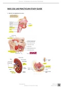 BIOS 256 LAB PRACTICUM STUDY GUIDE