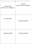 Flashcards Spieren - naam, origo, insertie, functie 