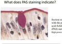 Histology exam flash cards for 4BBY1060 Fundamentals of Physiology and Anatomy (CYO)