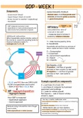 Exam Summary Macroeconomics, MFB, AMSIB