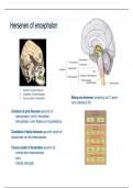 Alle nervi en bezenuwing - functionele anatomie (prof. Moke) 20/20