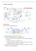 Samenvatting stappen primaire hemostase