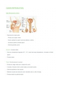 Grade 12 IEB Life science/biology strand 2: (2.4) Human Reproduction summary