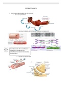 samenvatting biomechanica 2