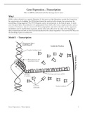 POGIL: Transcription