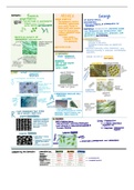 Bacteria, Archaea, and Eukarya