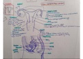 Class notes on Human Reproduction, Birth and the Ovarian Cycle, Life Sciences