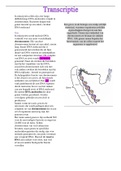 taak 4 - transcriptie, bgz2022 + extra aantekeningen owg