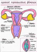 APPAREIL GÉNITAL FÉMININ