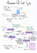 Need help understanding the cell cycle and its inner workings, this diagram has all the information you need