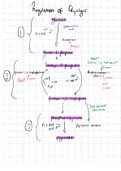 Regulation of glucose metabolism from glucose to acetate 